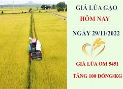 Giá Lúa Gạo 5451 Hôm Nay